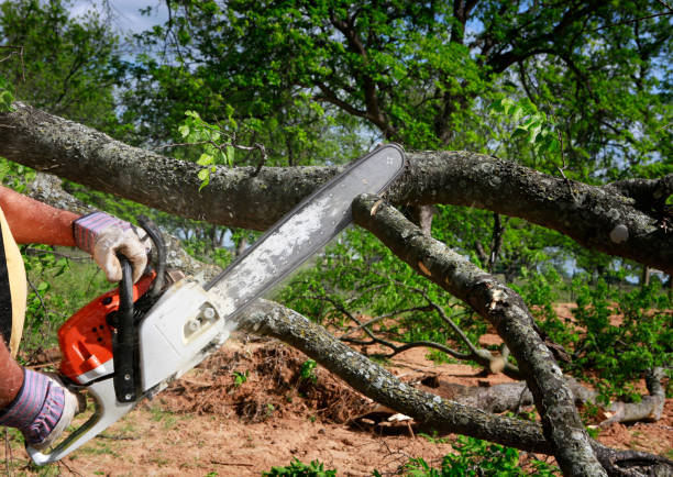 Best Emergency Storm Tree Removal  in USA